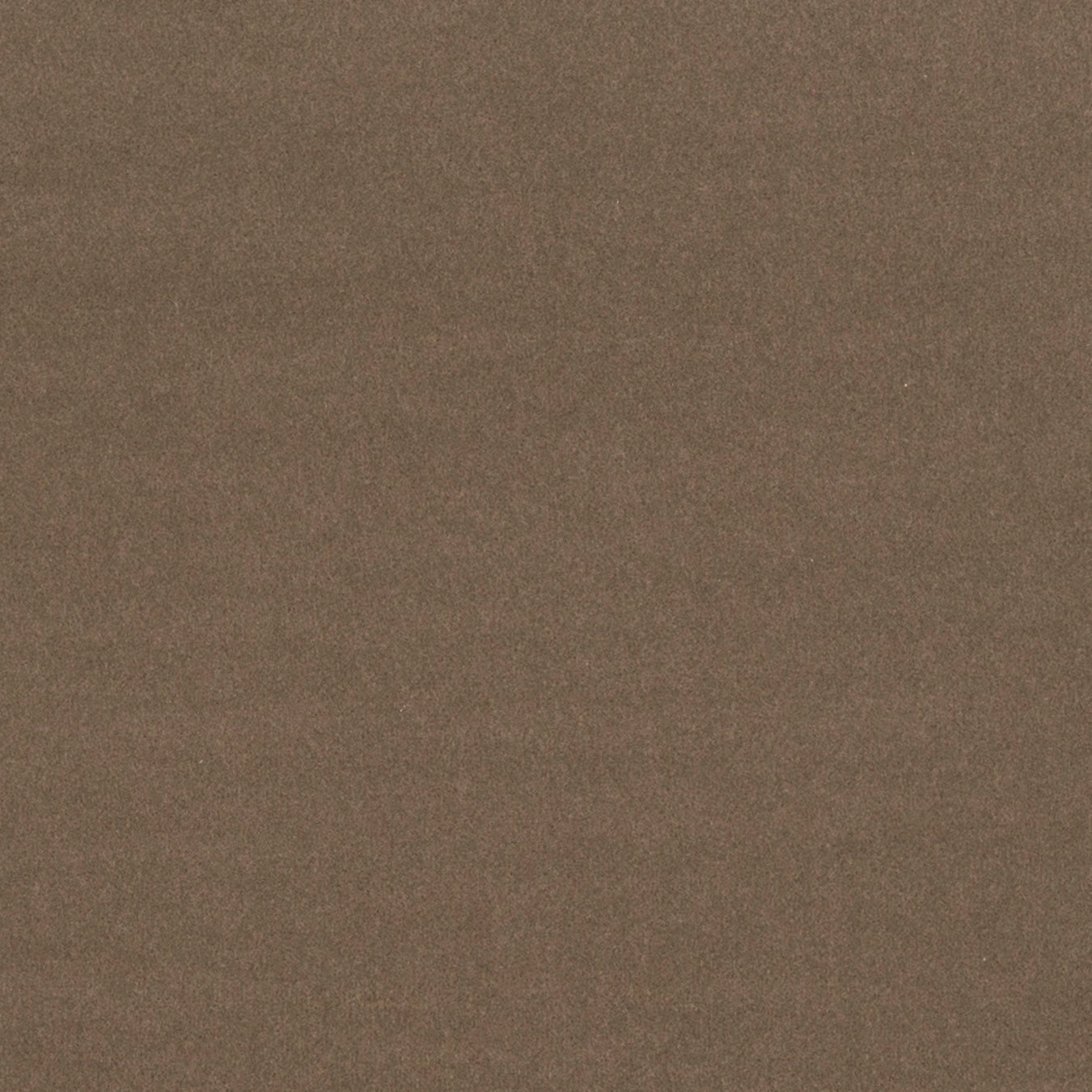 Modern Velvet Shitake